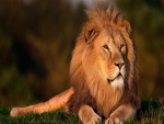 Gran león descansando sobre la hierba
