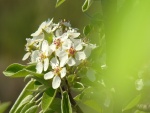 Bello rama con flores blancas