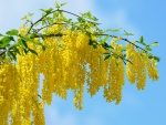 Rama de acacia con flores amarillas