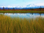 Calma en el estanque (Parque Nacional de Denali)