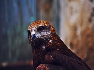 Águila marrón