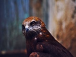 Águila marrón