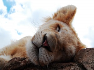 Cachorro de león dormido sobre las rocas