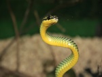 Una bonita serpiente