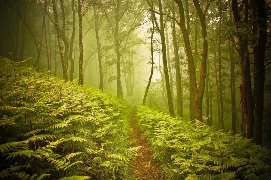 Niebla en un bosque de helechos