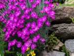 Preciosas flores color púrpura