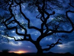 Silueta de un árbol a la hora del crepúsculo
