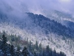 Niebla sobre los pinos nevados