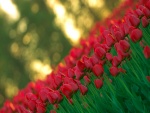 Tulipanes rojos en un jardín