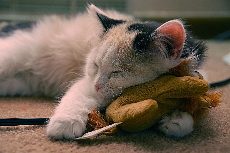 Un lindo gatito descansando encima de un peluche