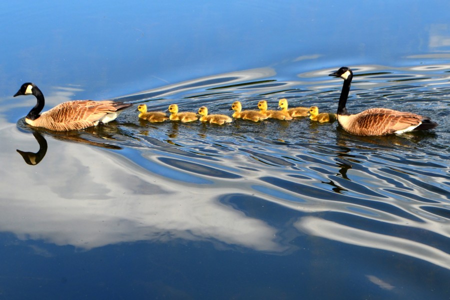 Una familia de patos nadando en un lago