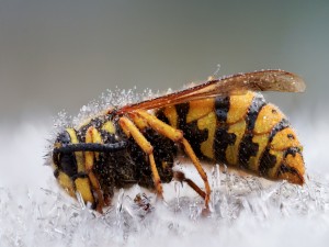 Una abeja en el hielo