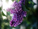 Hermosas lilas colgando de la rama