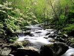 Río fluyendo por un bosque en primavera