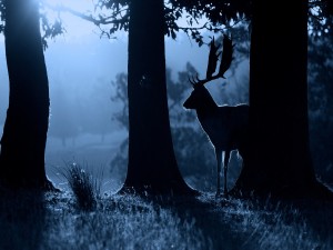 Un ciervo en la oscuridad del bosque