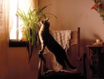 Gato sobre una silla intentando ver por la ventana