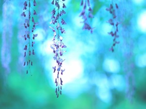 Flores lila de wisteria japonesa