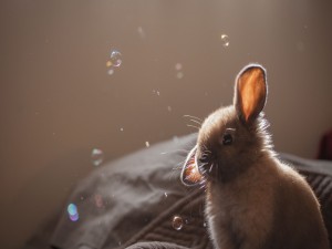 Pompas de jabón flotando junto a un conejo