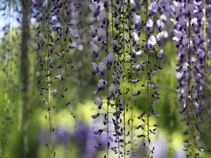 Hermosas wisterias colgando de las ramas