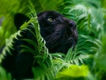 Pantera negra entre el follaje verde