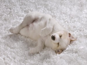 Perro blanco dormitando sobre la alfombra