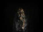 Un tigre en la oscuridad