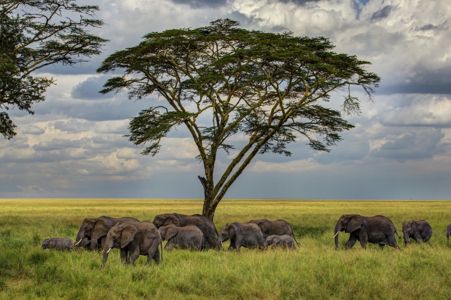 Manada de elefantes caminando sobre la hierba fresca