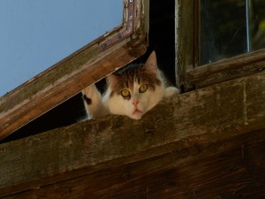 Gato mirando por la ventana