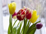 Tulipanes cerca de la ventana
