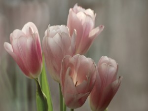 Delicados tulipanes color rosa