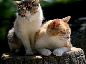 Dos gatos dormitando al sol en un tocón de árbol