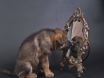 Un cachorro mirándose en el espejo