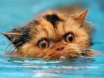 Gato asustado nadando en el agua