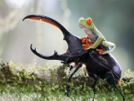 Rana sentada sobre un escarabajo