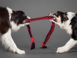 Dos  perros tirando de una cuerda