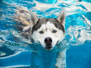 Perro husky en el agua