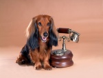 Encantador perro junto a un antiguo teléfono