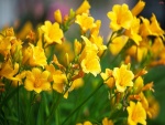 Lirios amarillos en primavera