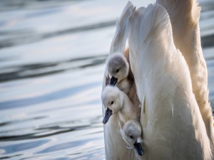 Postal: Polluelos de cisne al cuidado de su mamá