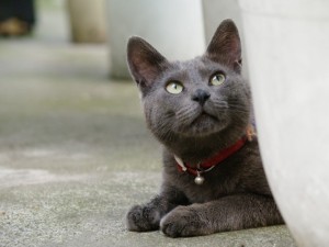La mirada de un gato gris