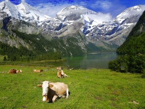 Paisaje alpino con vacas tumbadas en el pasto