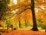 Hermoso paisaje en otoño