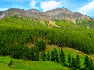 Pinos verdes en la montaña
