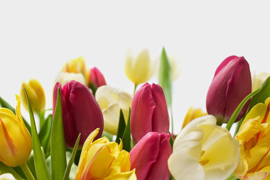Maravillosos tulipanes