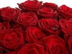 Ramo de rosas de un deslumbrante color rojo