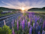 Hermosas flores a orillas de las vías del ferrocarril