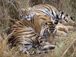 Dos tigres de bengala tumbados