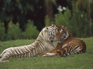 Dos tigres enamorados