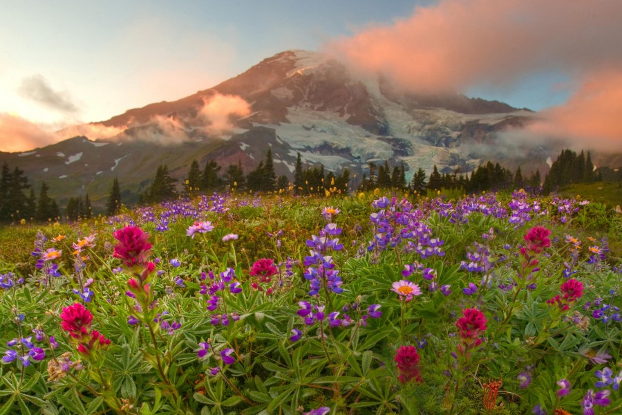 Flores silvestres al pie de las montañas