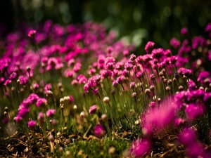 Flores silvestres de color rosa